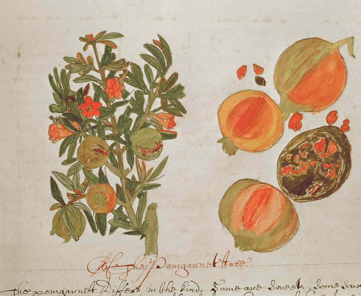 Sloane 4013 f.26 Granaattiomenat julkaisusta "Descriptions of Indian Plants" tekijältä English School