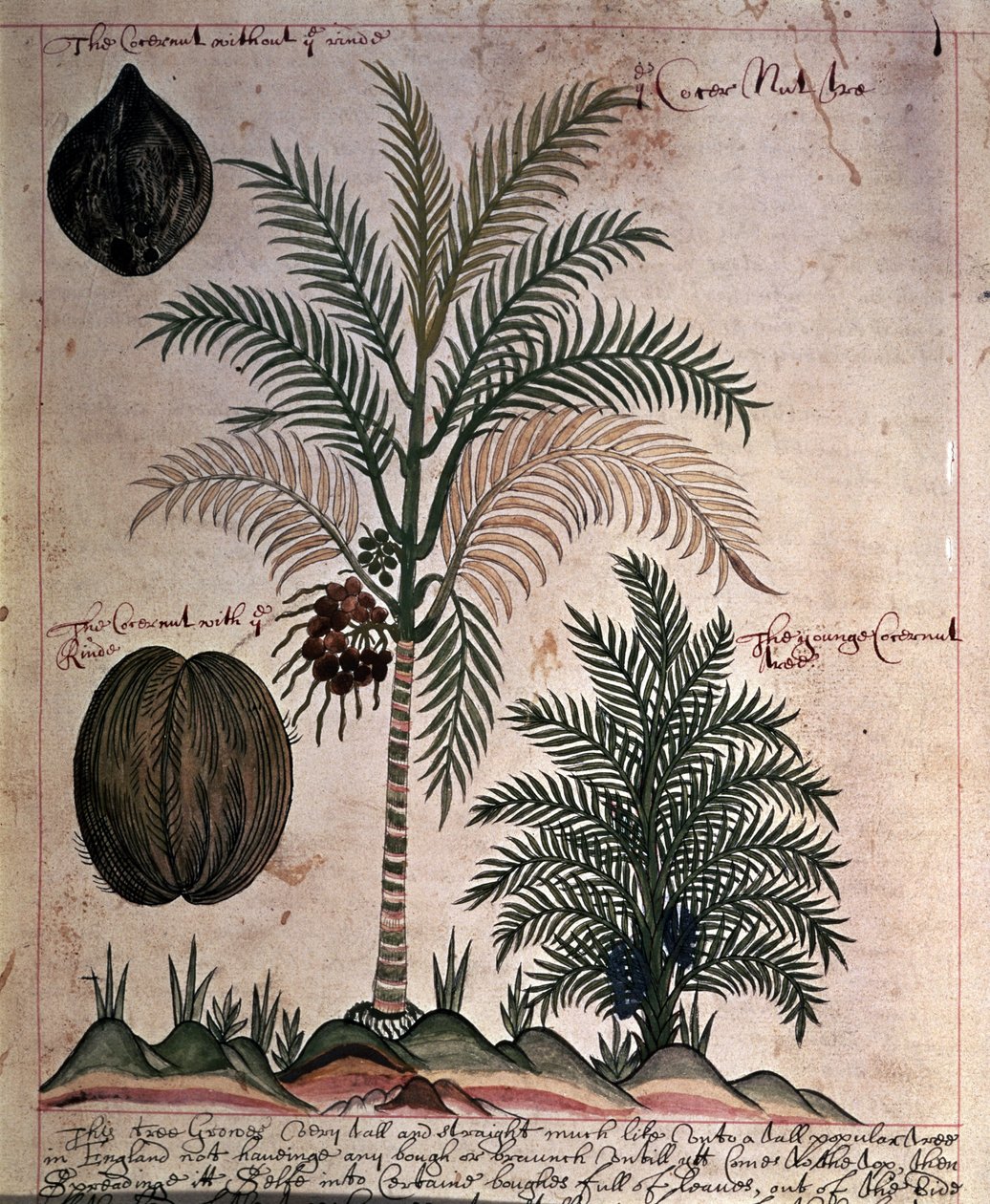 Sloane 4013 f.3 Kookospalmu julkaisusta "Descriptions of Indian Plants" tekijältä English School