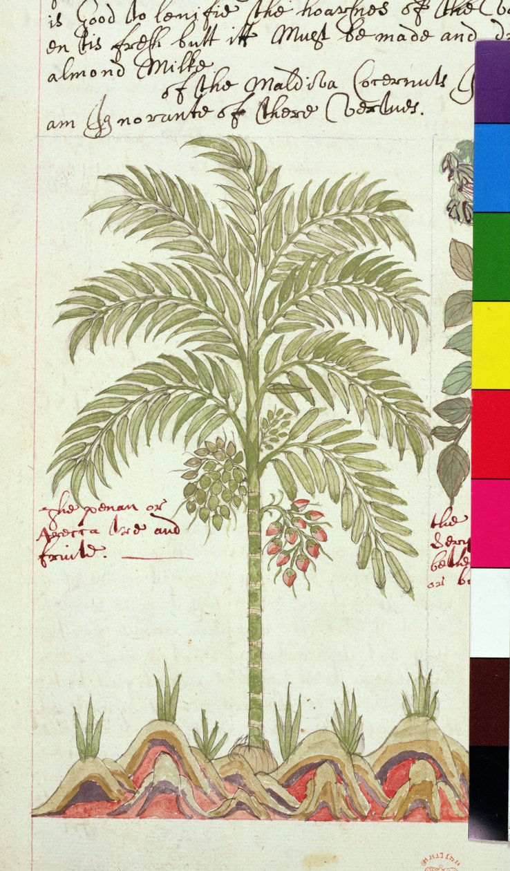 Sloane 4013 f.5v taatelipalmu julkaisusta "Descriptions of Indian Plants" tekijältä English School