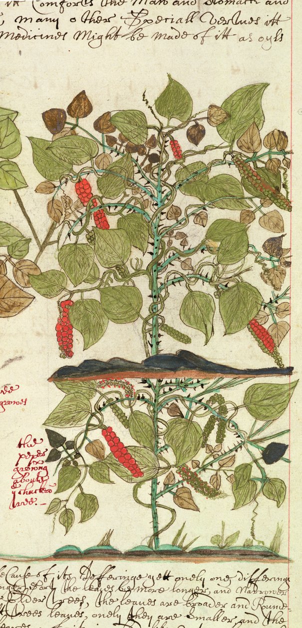 Sloane 4013 f.7 Det. Pippurikasvi julkaisusta "Intian kasvien kuvaukset" tekijältä English School