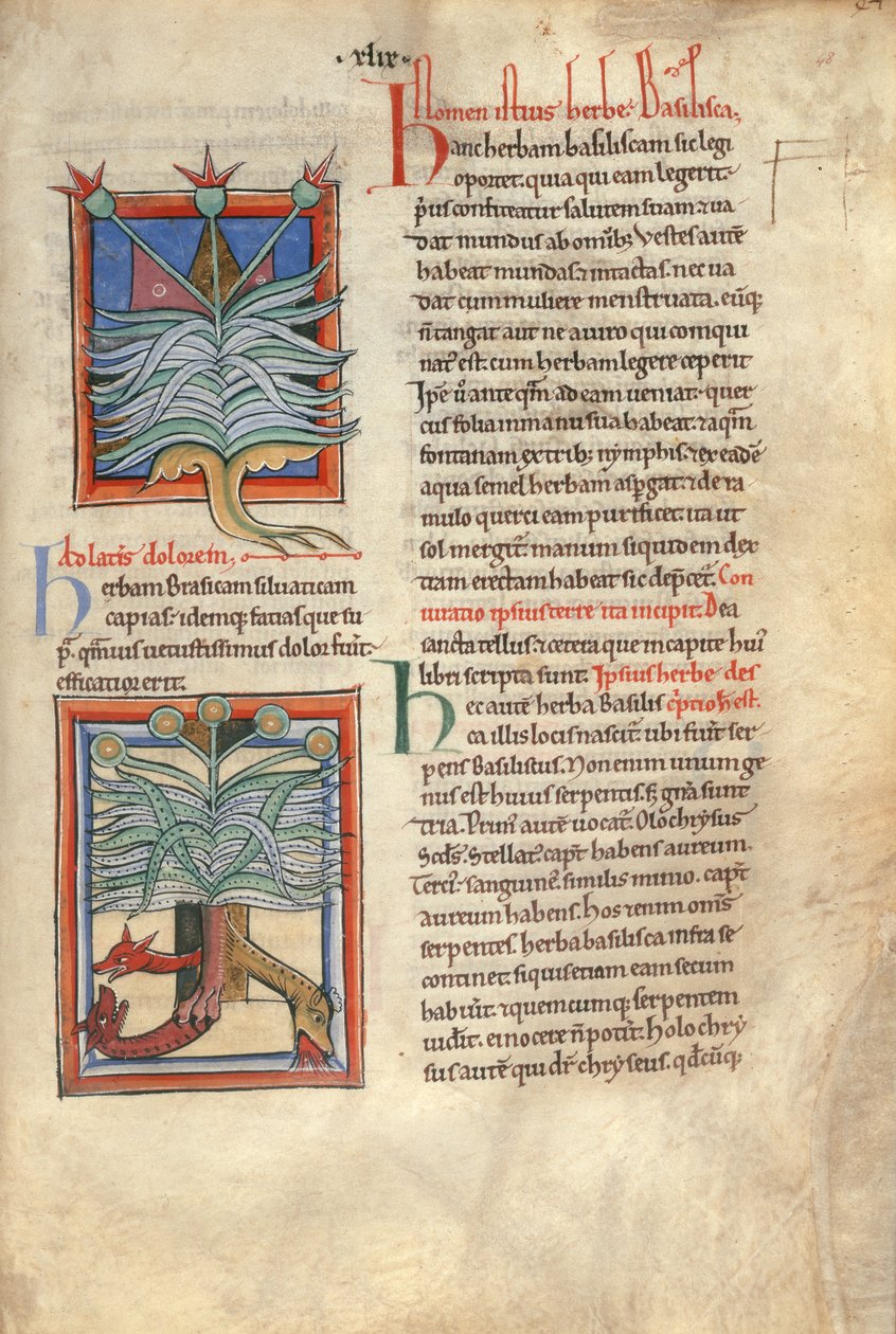 Sloane Ms 1975 fol.48 Yrttibasilika tekijältä English School