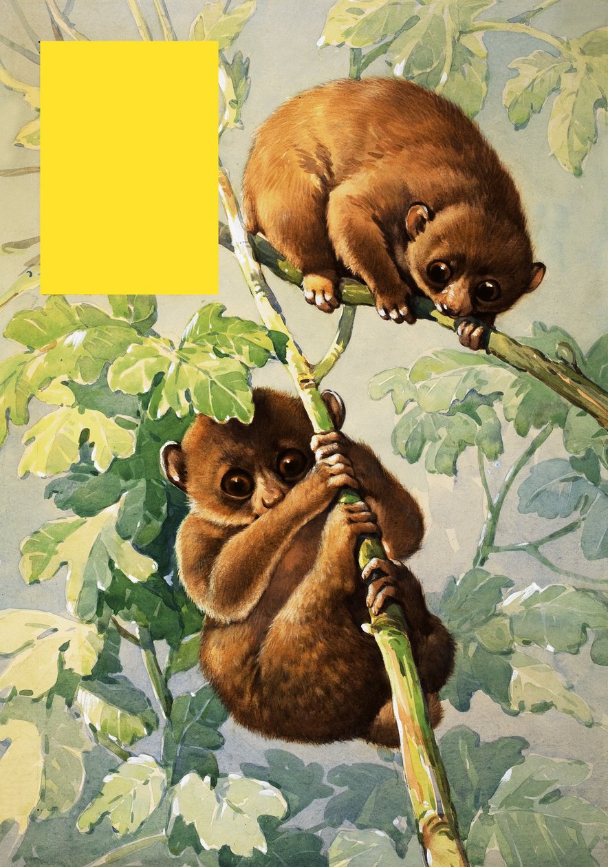 Sloths tekijältä English School