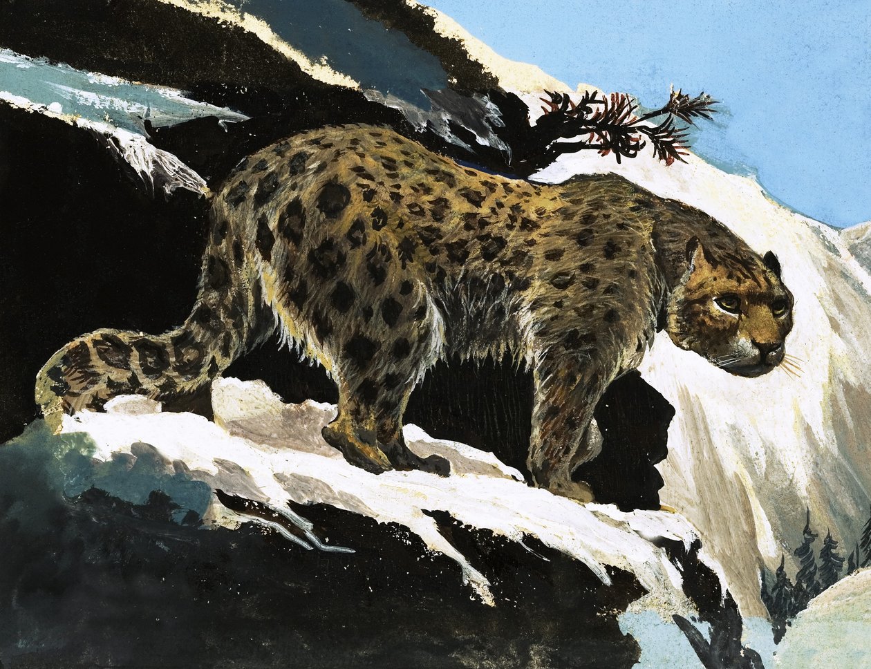 Snow Leopard tekijältä English School