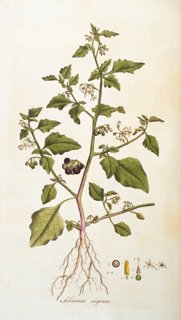 Solanum nigrum [yövarjo], kuvitus William Curtiksen Flora Londiniensis -julkaisusta [Lontoon kukat], julkaistu 1777-98 (värikaiverrus) tekijältä English School