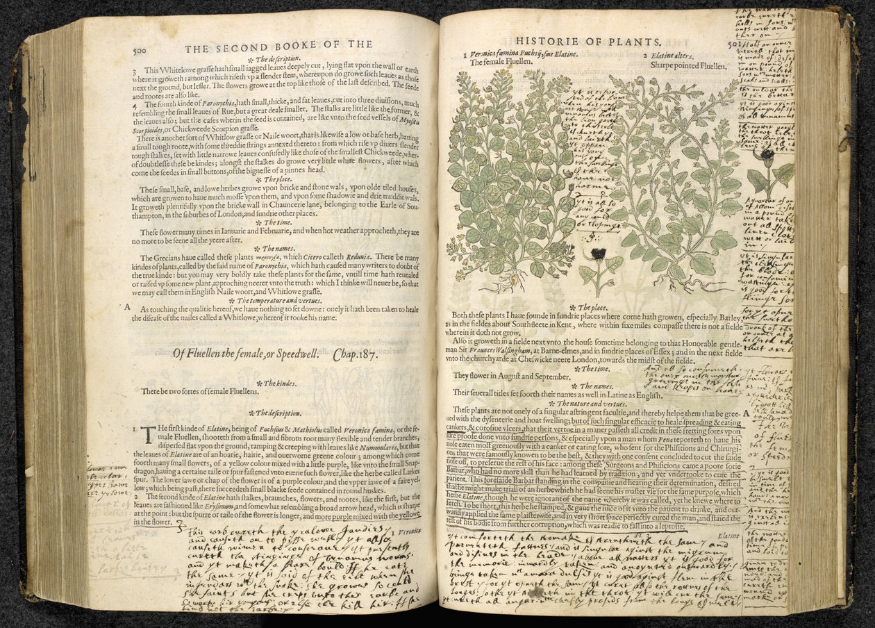 Speedwell, sivut 500-501 John Gerardin teoksesta "The herball or Generall historie of plantes" tekijältä English School