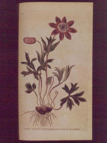 Star Anemone (Anemone hortensis), levy 123 William Curtisin "The Botanical Magazinesta" (tai "Flower Garden Displayed"), pub. 1789-90 (kaiverrus) tekijältä English School