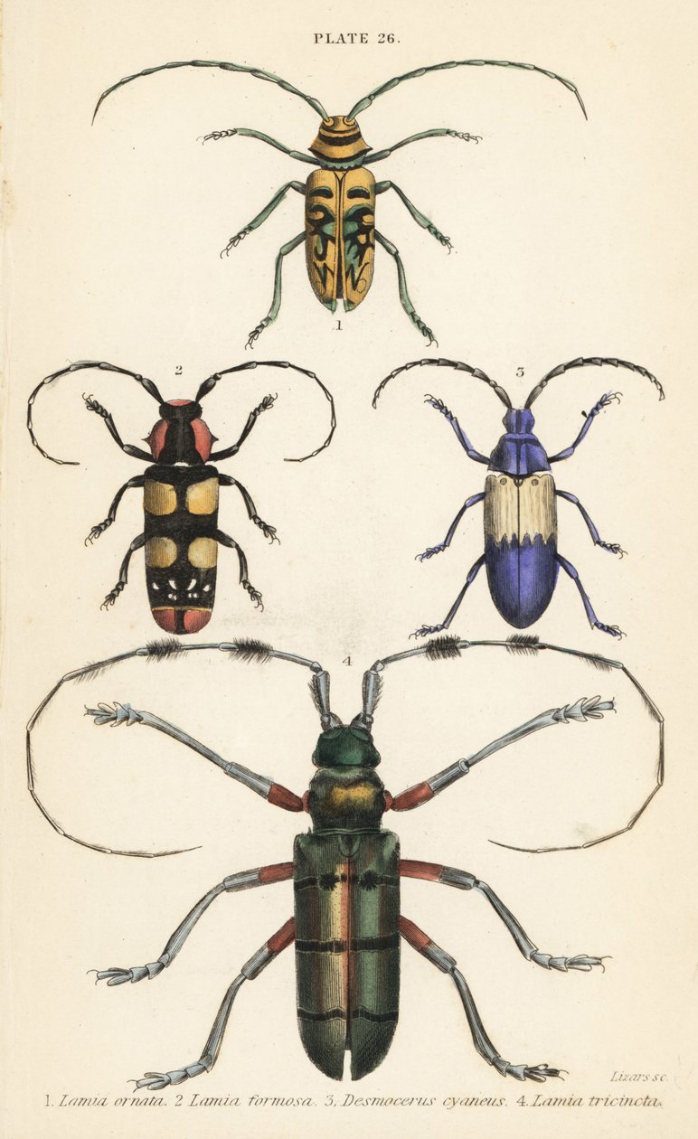 Sternotomis beautiful 1, Tragocephala formosa 2, selanmarja, Desmocerus palliatus 3 ja Thysia wallichii 4 tekijältä English School
