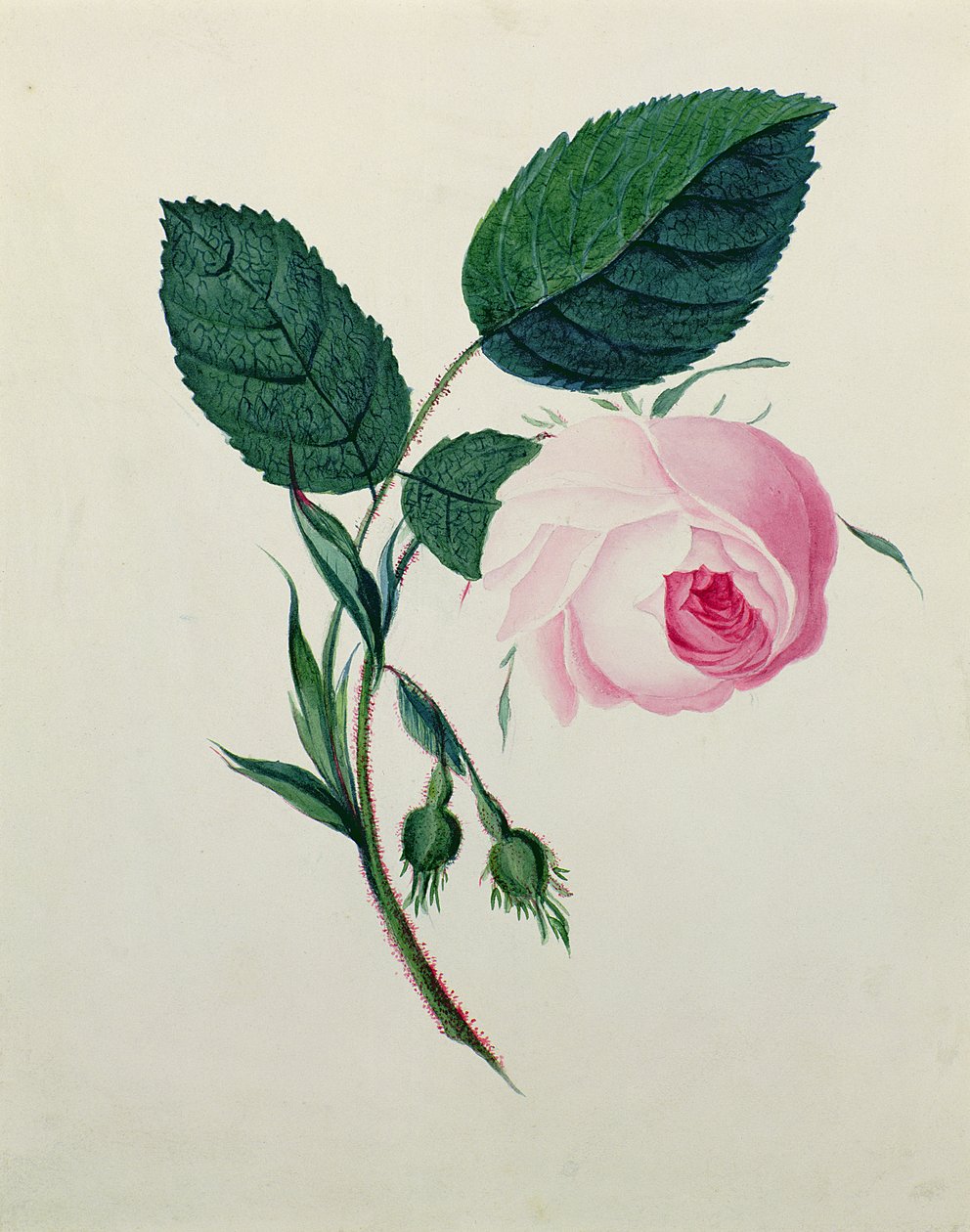 Tutkimus vaaleanpunaisesta ruususta, n. 1820 (wc paperilla) tekijältä English School
