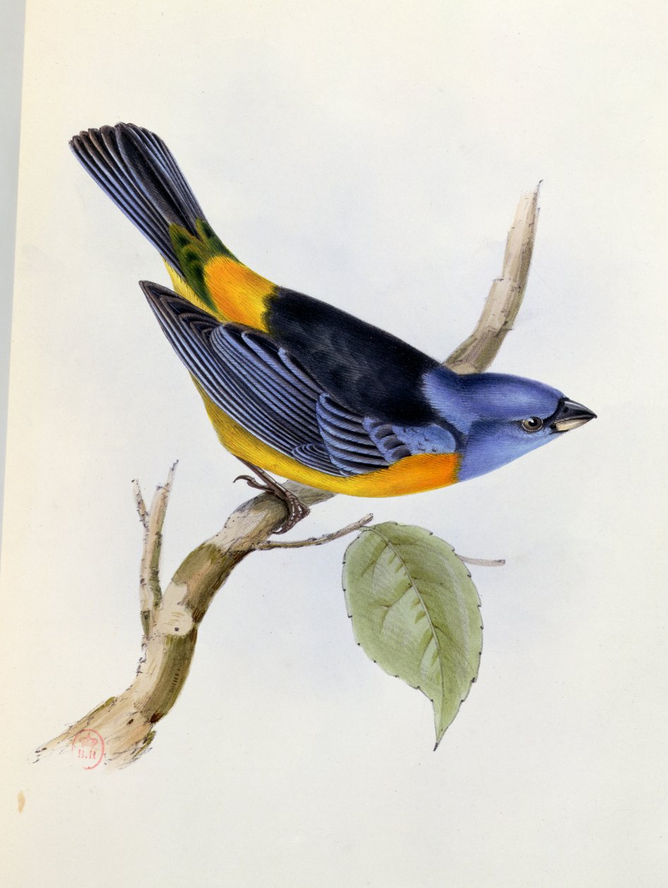 Tanagra Darwini, levy 34 teoksesta The Zoology of the Voyage of H.M.S. Beagle 1832-36, Charles Darwin (1809-92), 1840 tekijältä English School