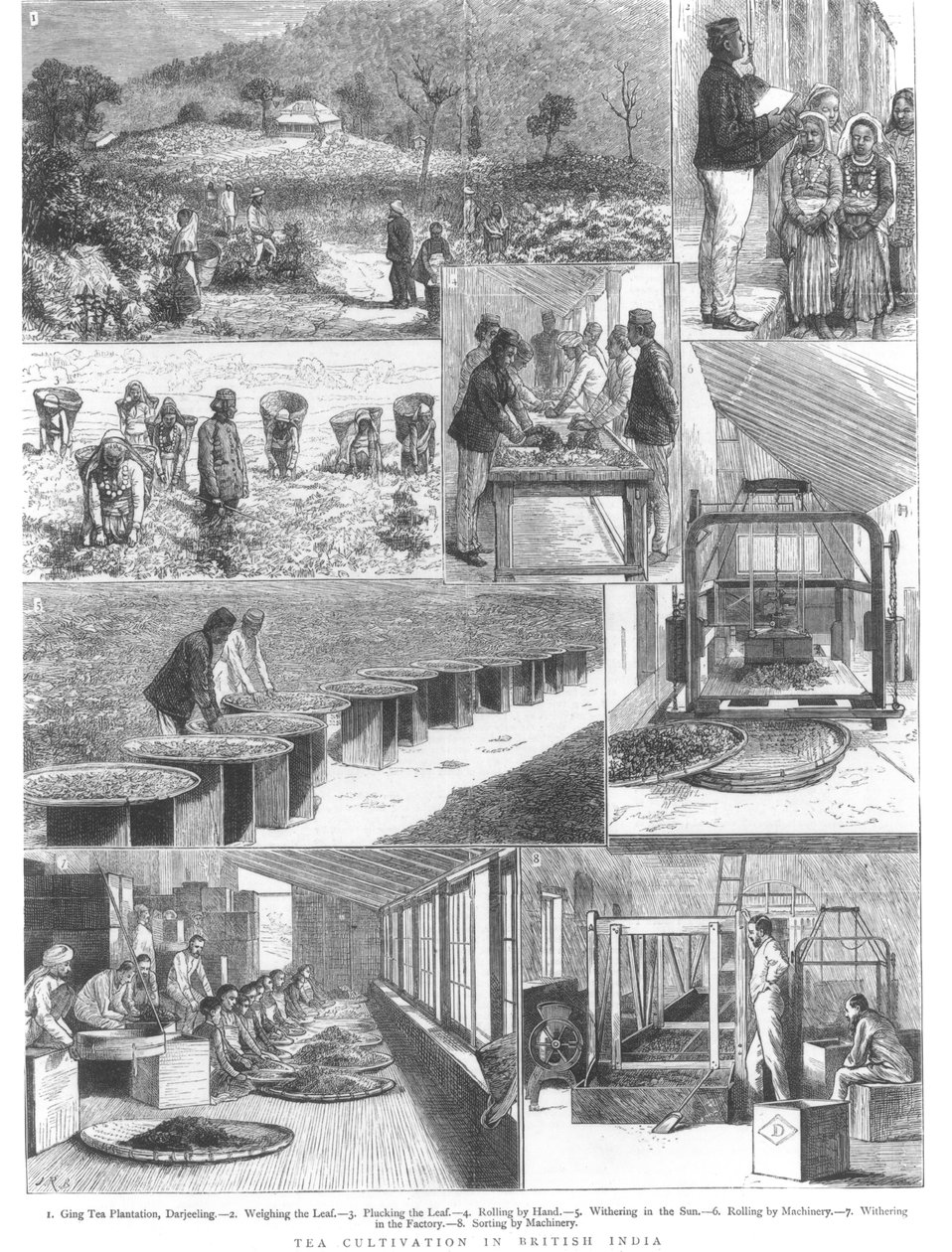 Teenviljely Britti-Intiassa, 1876 tekijältä English School