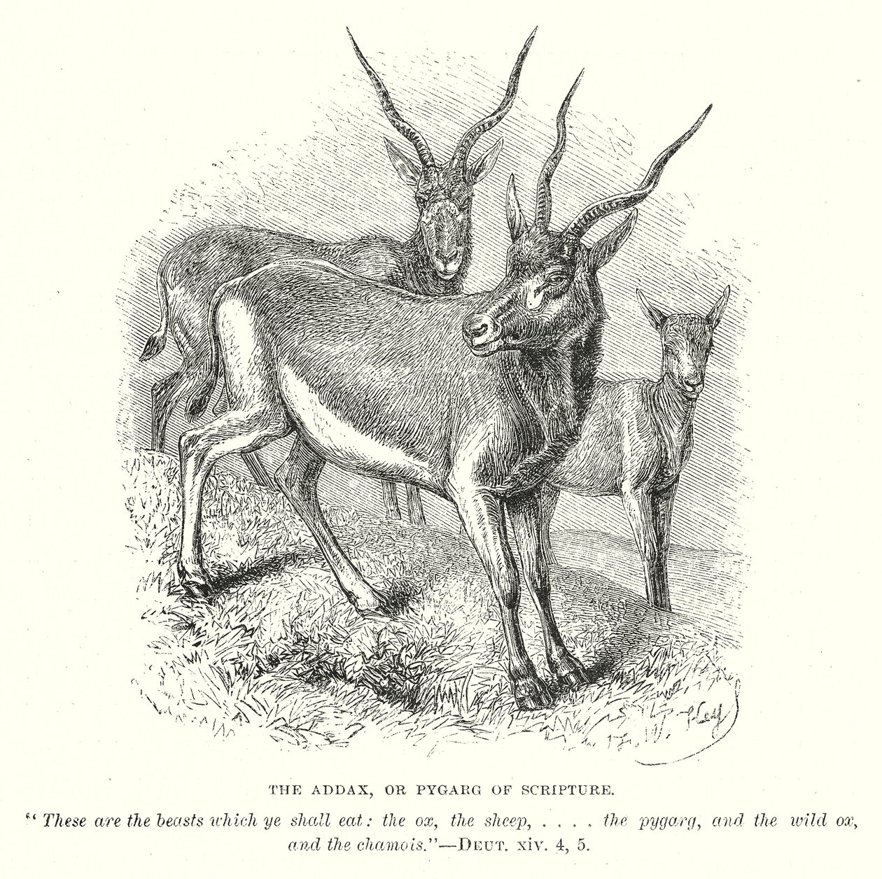 Addax eli Pygarg (kaiverrus) (kaiverrus) tekijältä English School