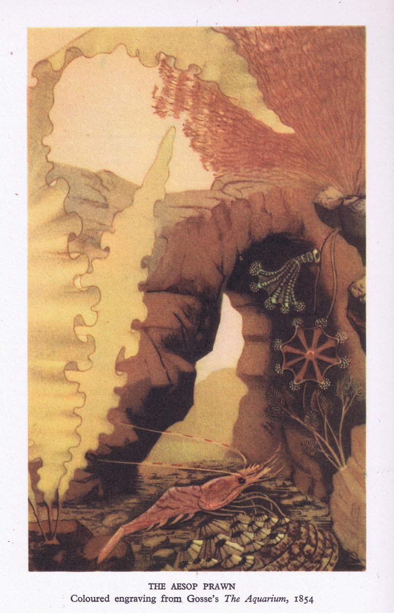 The Aesop Prawn, värikaiverrus Gossen 
