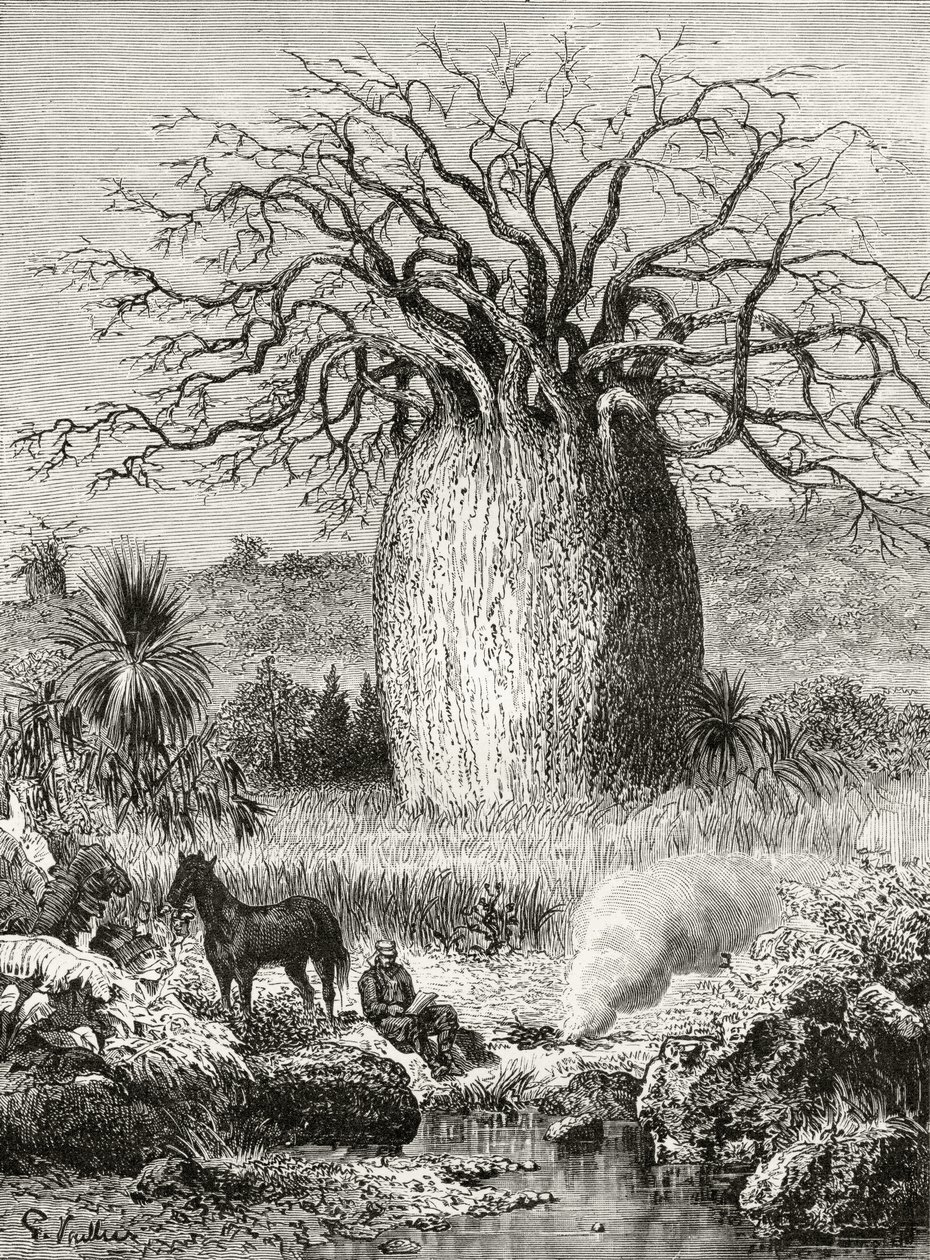 The Bottle Tree, Howard Willoughbyn "Australian Pictures" -julkaisusta, julkaisija Religious Tract Society, Lontoo, 1886 tekijältä English School