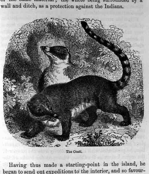 The Coati, kirjasta Santo Domingo Past and Present, julkaissut Samuel Hazard. 1873 tekijältä English School