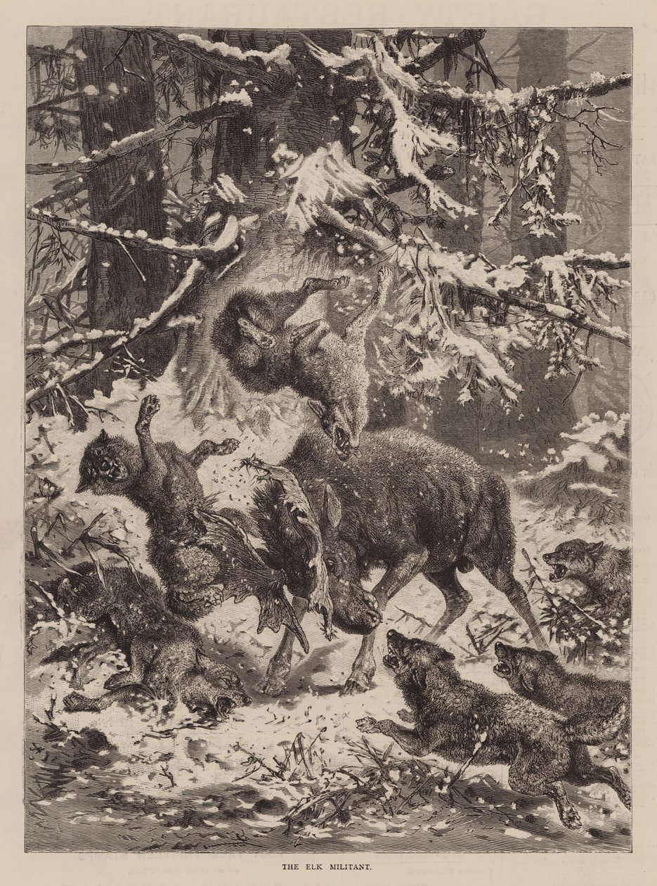 The Elk Militant (kaiverrus) tekijältä English School