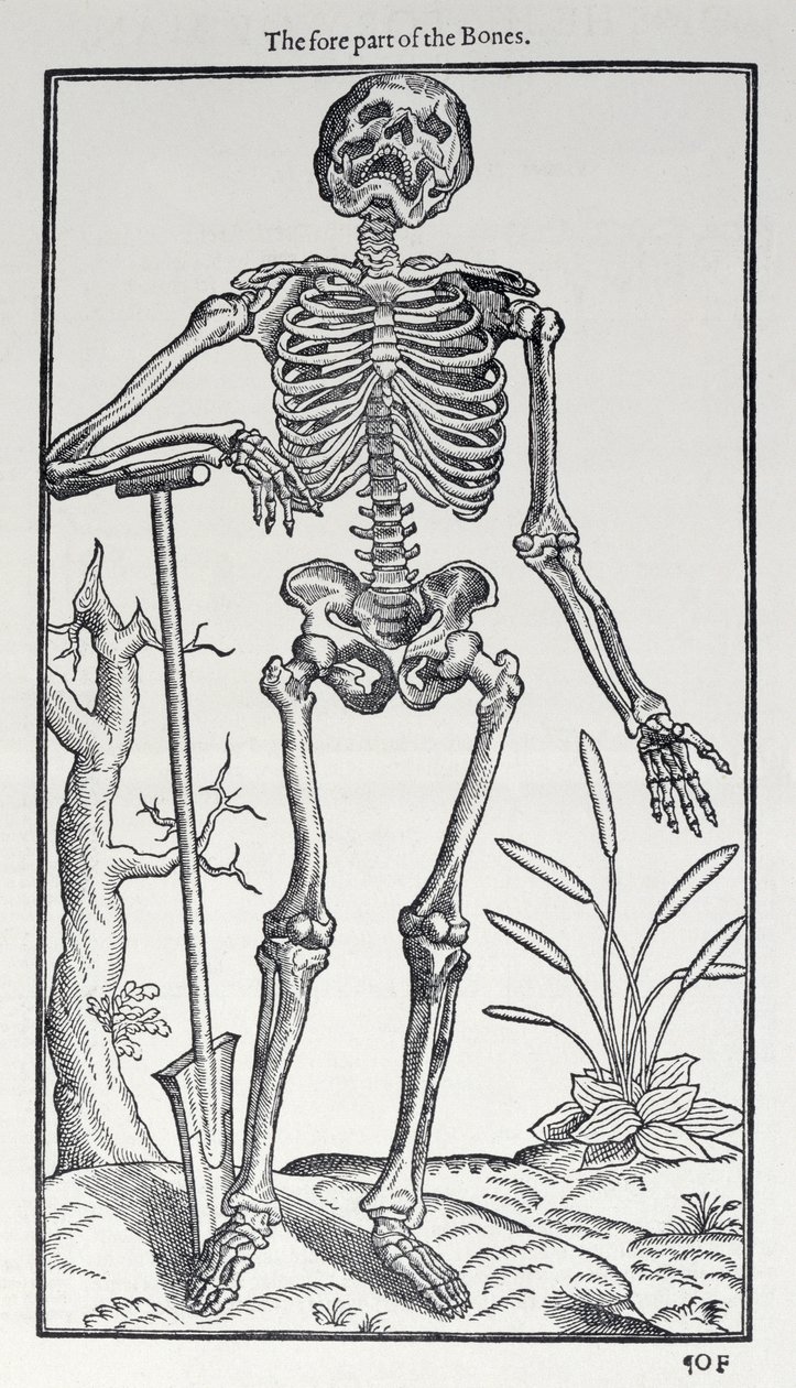 The Fore Part of the Bones, levy The Historie of Man -julkaisusta, julkaisija John Banister (1540-1610), 1578 tekijältä English School