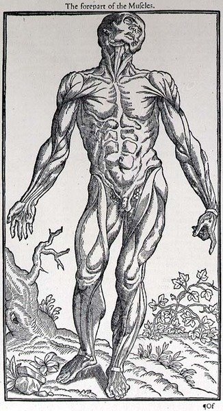 The Forepart of the Muscles, levy John Banisterin (1540-1610) julkaisemasta "Ihmisen historiasta" tekijältä English School
