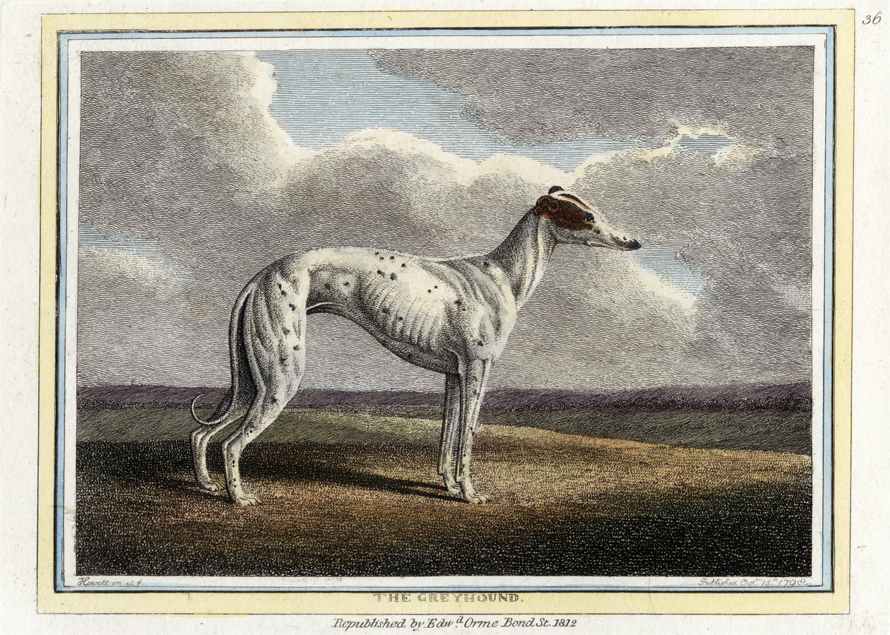 Greyhound, pubi. 1812 (käsinvärinen kaiverrus) tekijältä English School