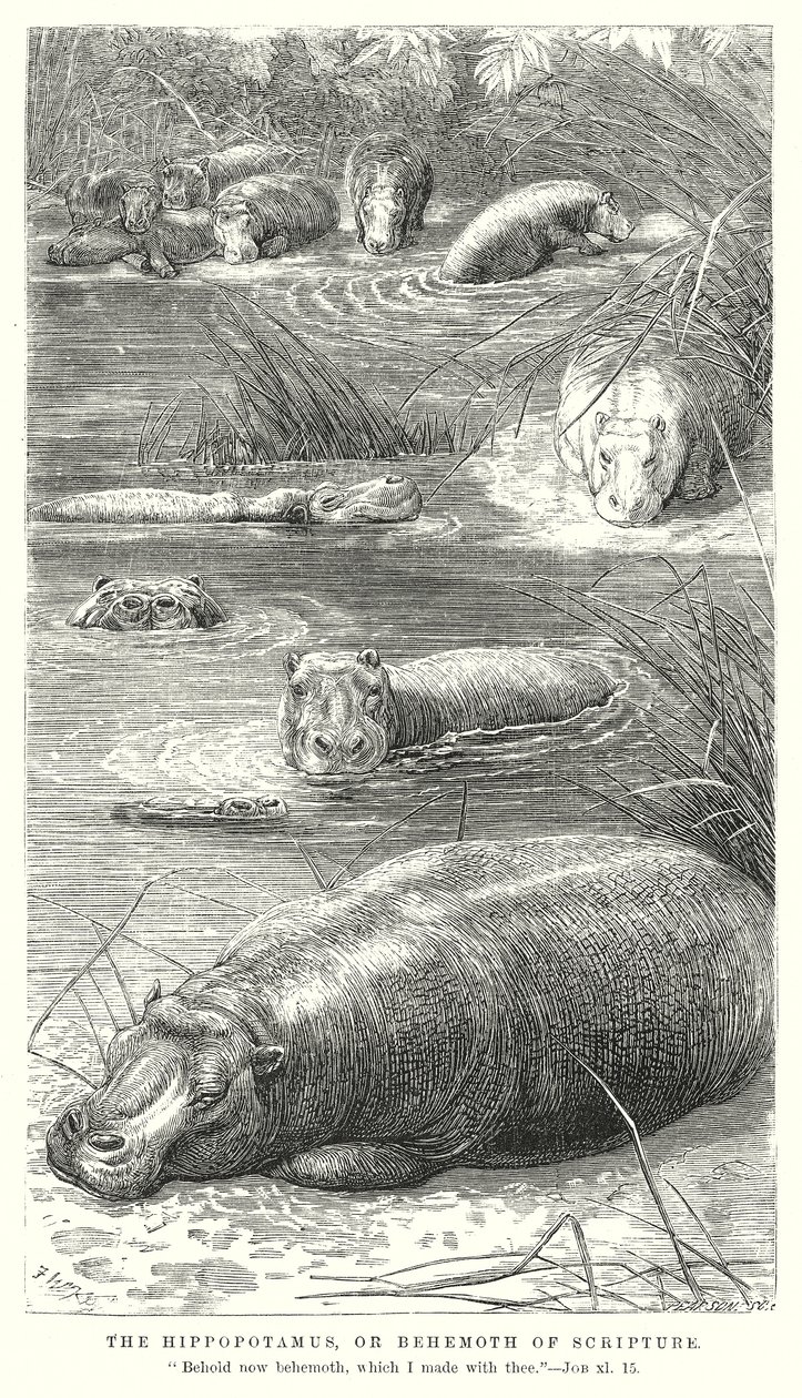 Hippopotamus eli Raamatun Behemoth (kaiverrus) tekijältä English School