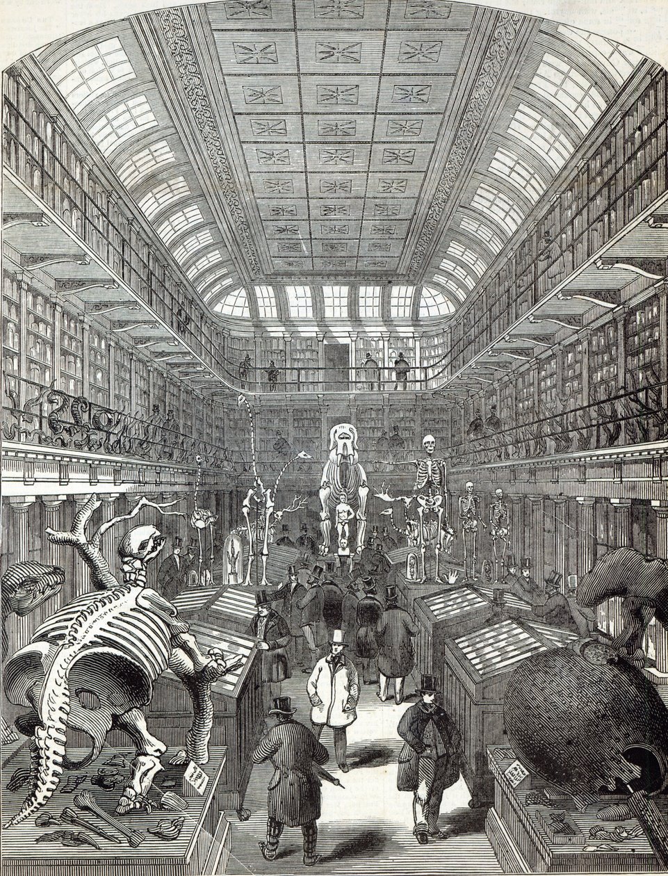 Hunterian Museum, Royal College of Surgeons, 
