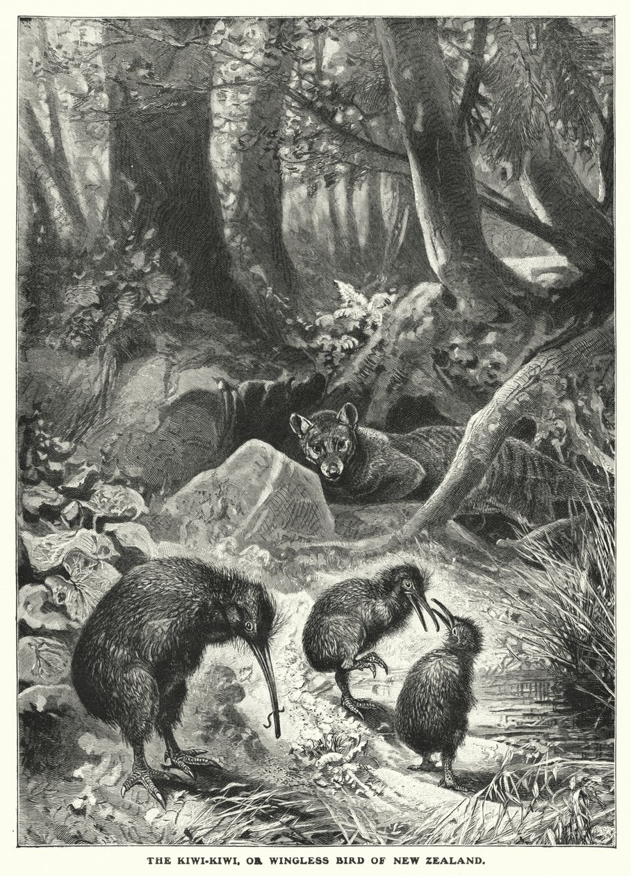 Kiwi-Kiwi eli Uuden-Seelannin siivetön lintu (kaiverrus) tekijältä English School