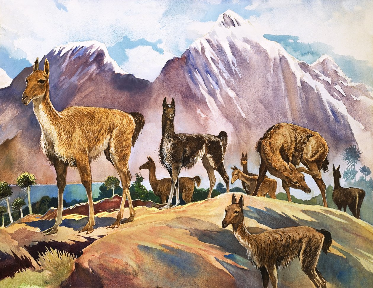 Lama, kuvitus kirjasta 