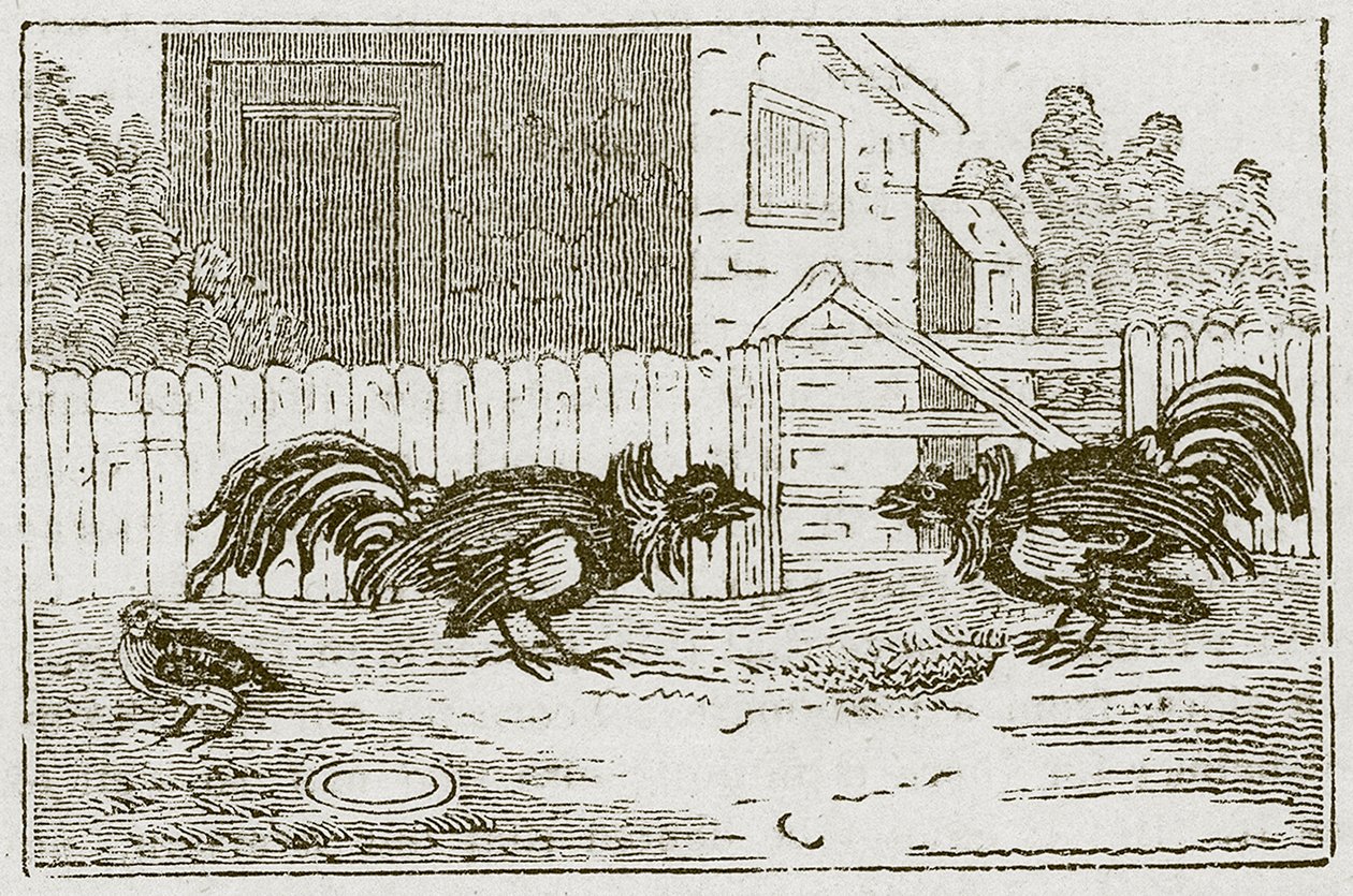 Partridge and the Cocks (kaiverrus) tekijältä English School