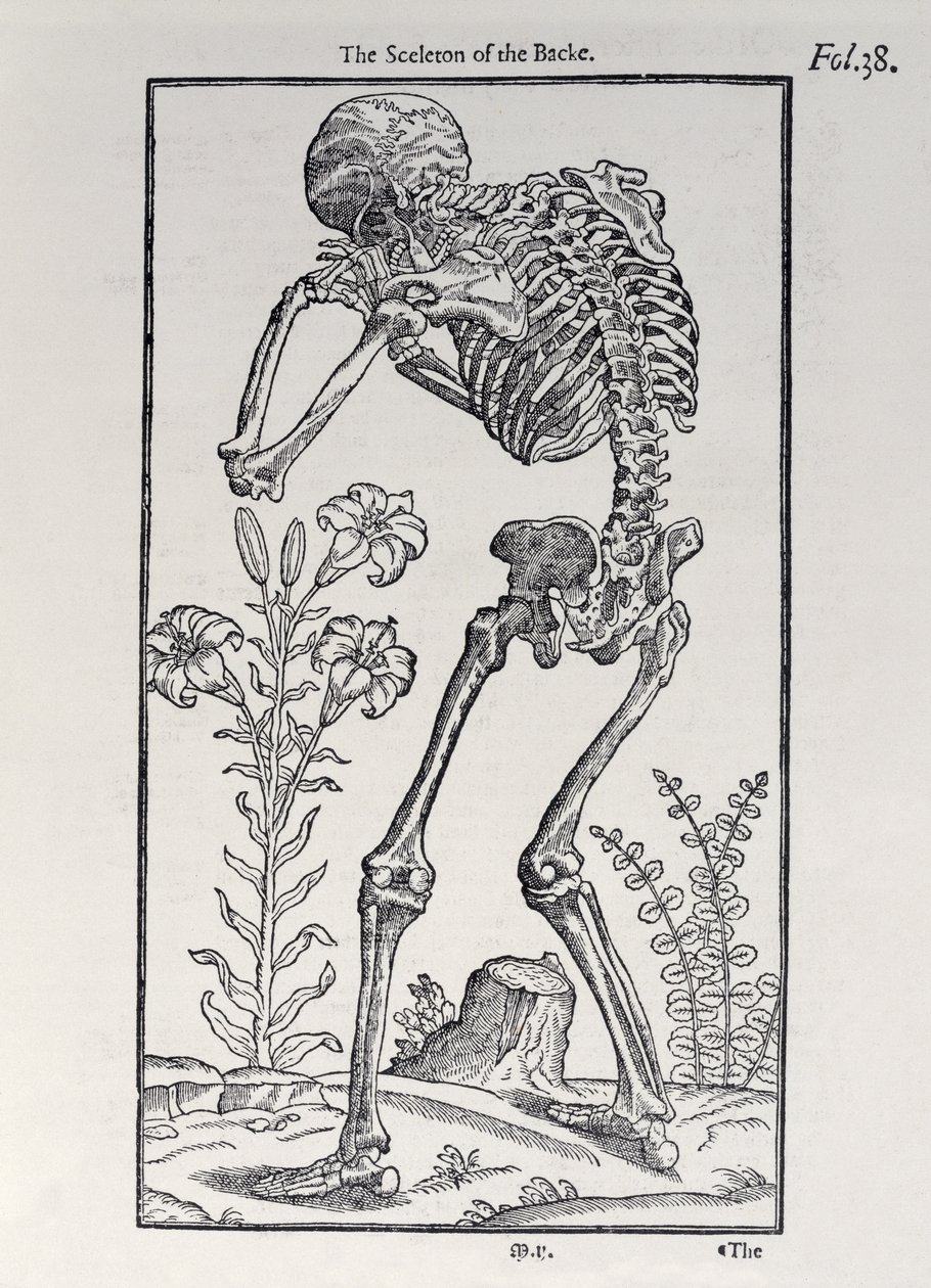 The Skeleton of the Backplaten The History of Man, julkaisija John Banister (1540-1610), 1578 tekijältä English School