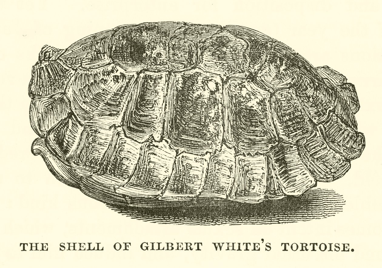 Gilbert Whiten kilpikonnan kuori (kaiverrus) (kaiverrus) tekijältä English School