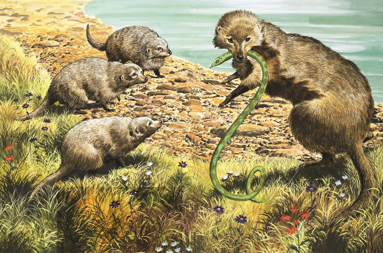 Käärmeen sieppaaja, kuvitus teoksesta 