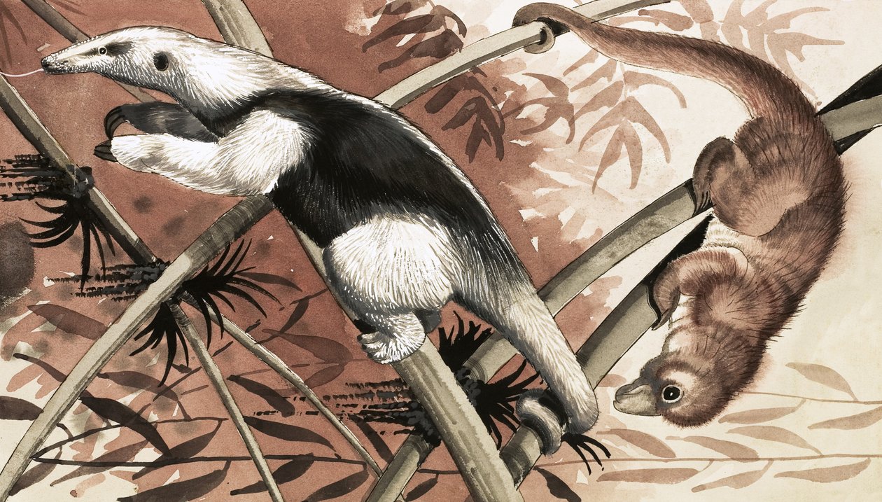 Tamandua tekijältä English School