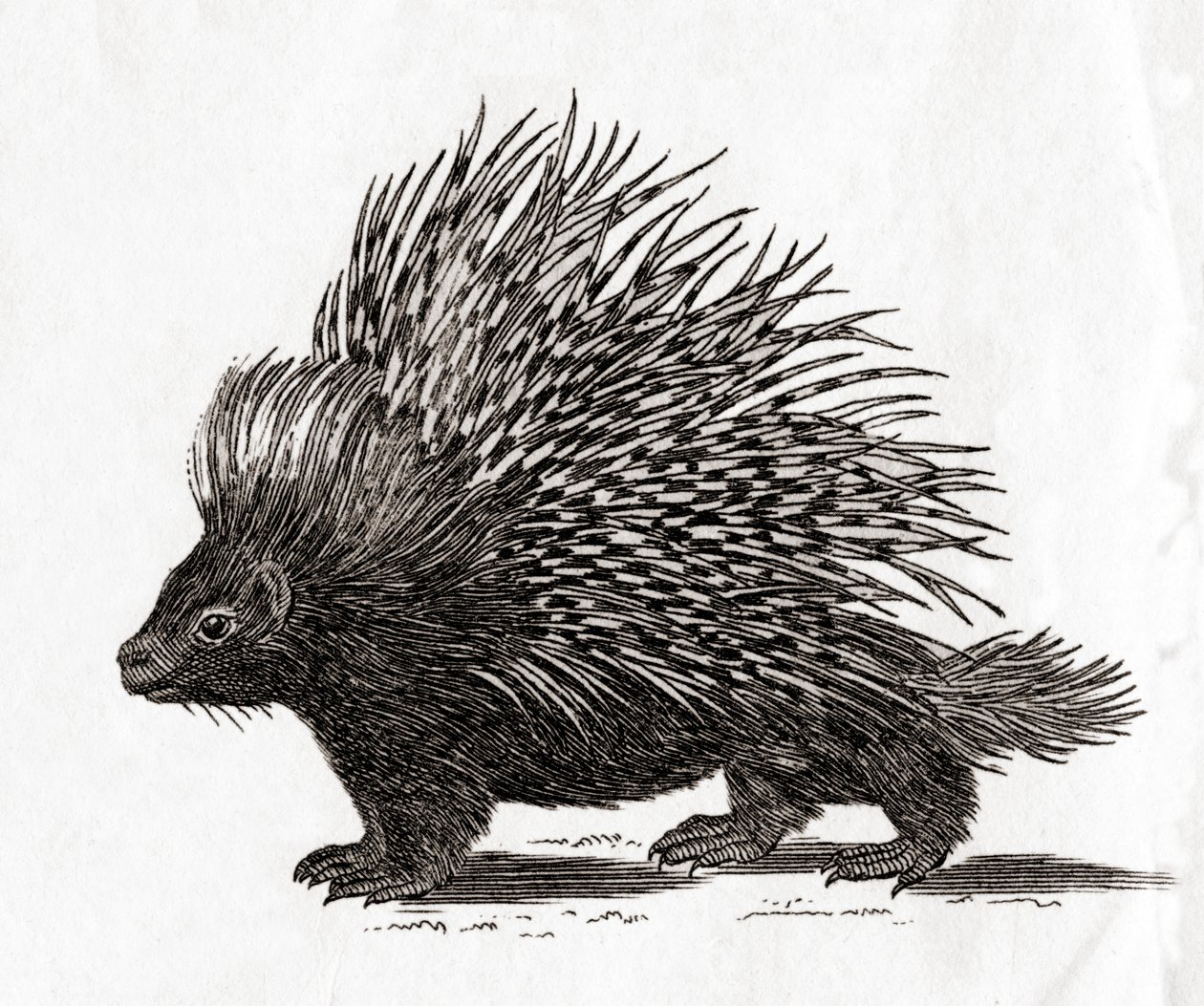 Piikkisika (Hystrix cristata), 1700-luvun painokuvasta (kaiverrus). tekijältä English School