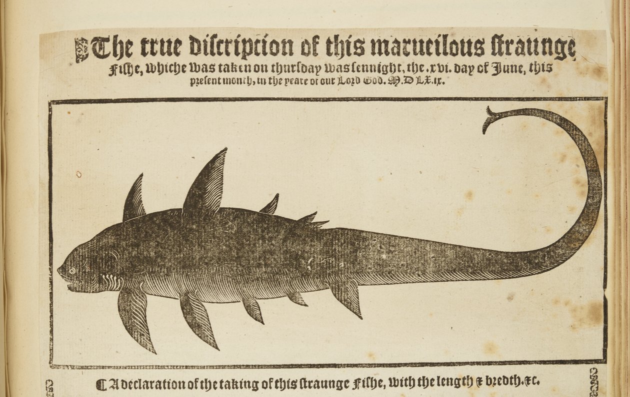 "Tämän turmelevan omituisen Fishen todellinen kuvaus" 1569 (kaiverrus) tekijältä English School