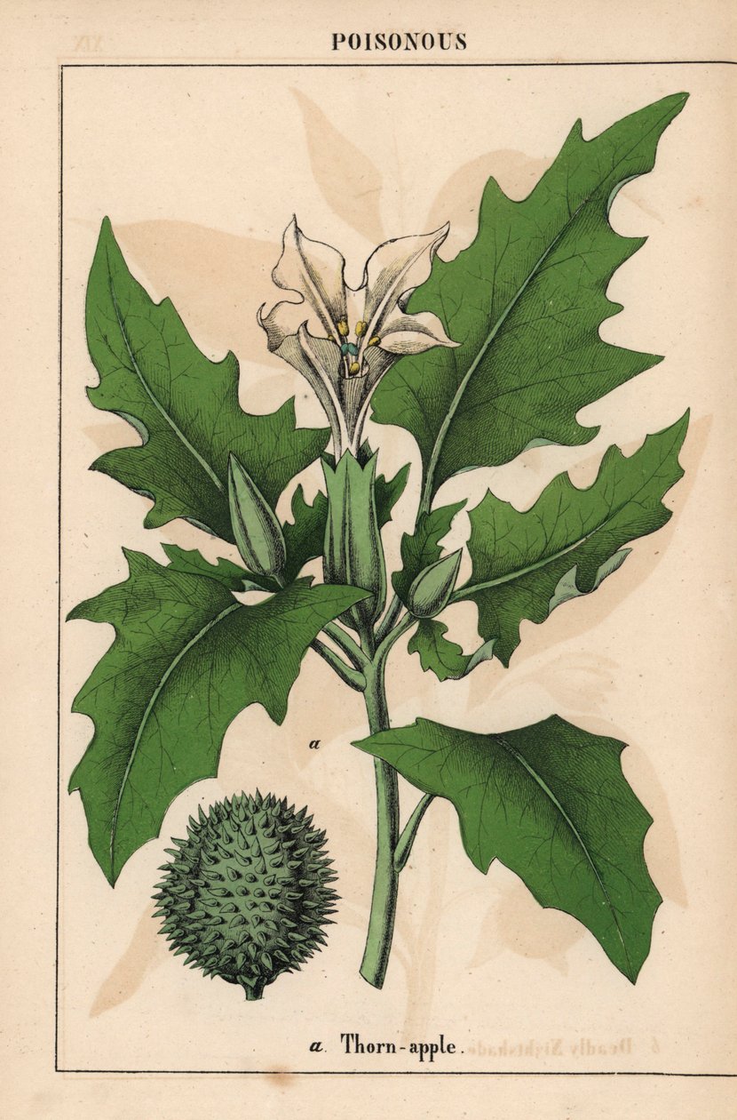 Piikkiomena valkoisilla kukilla ja piikikkäillä hedelmillä.   , julkaisusta "The Instructive Picturebook, or Lessons from the Vegetable World", [Charlotte Mary Yonge], Edinburgh tekijältä English School
