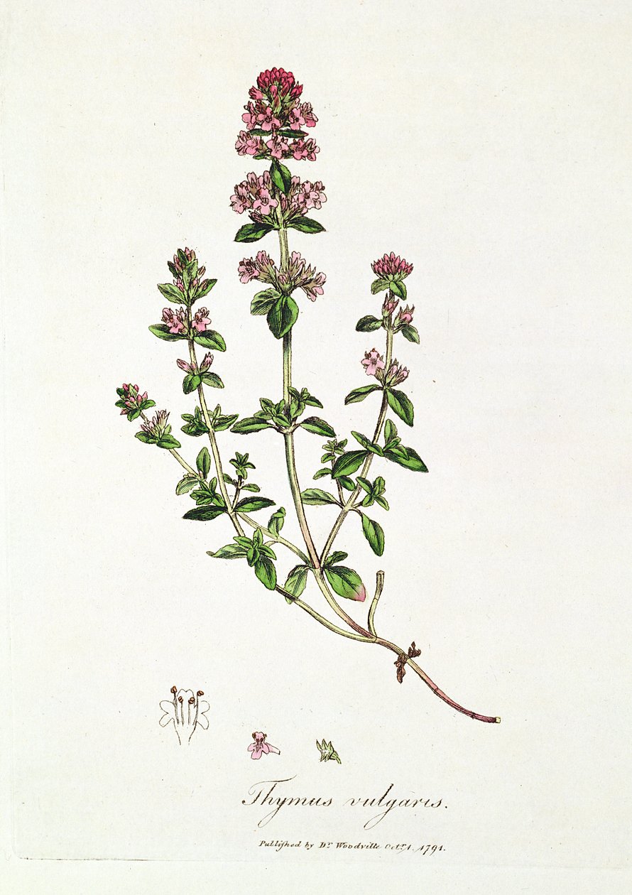 Timjami, Thymus vulgaris, julkaissut Dr. Woodville. tekijältä English School