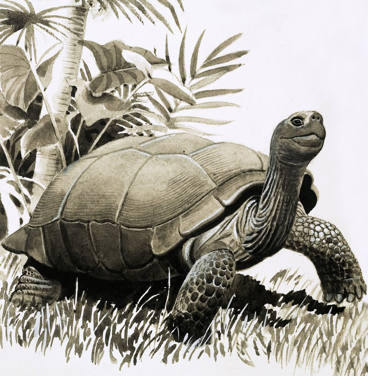 Tortoise tekijältä English School
