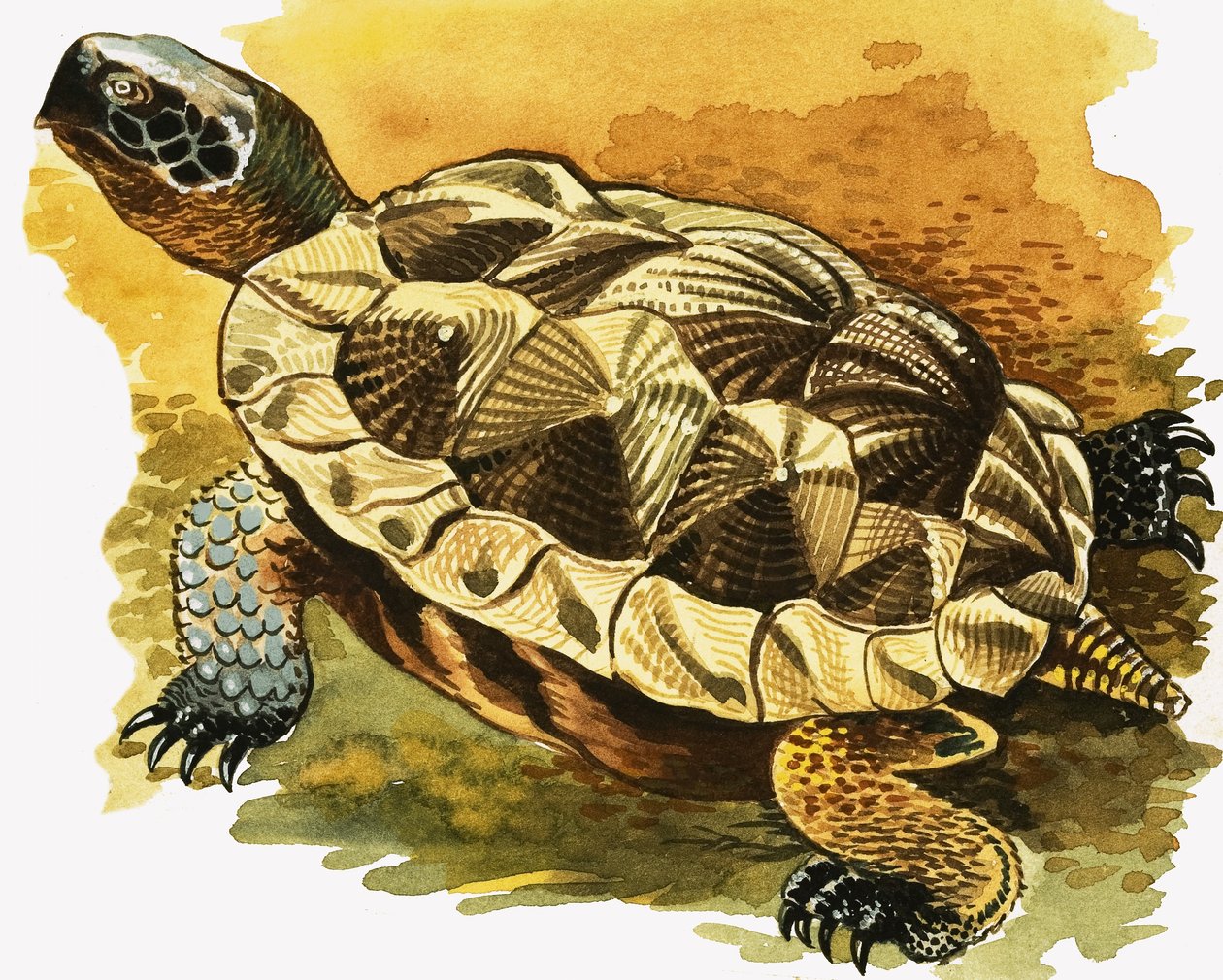 Tortoise tekijältä English School