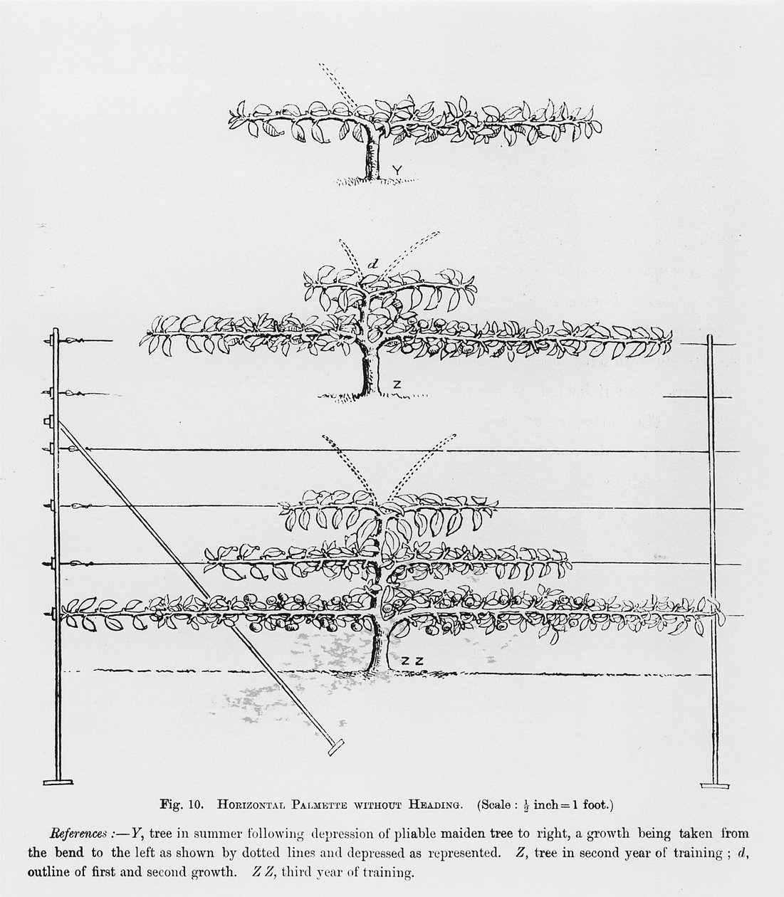 Nuorten hedelmäpuiden koulutus, John Wrightin The Fruit Growers Guide -oppaasta, julkaistu n. 1897-1905 tekijältä English School