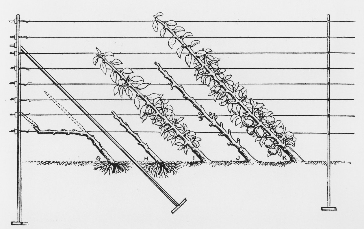 Nuorten puiden koulutus, John Wrightin The Fruit Growers Guide -oppaasta, julkaistu n. 1897-1905 tekijältä English School