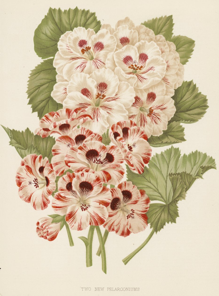 Kaksi uutta pelargoniaa (värilitro) tekijältä English School