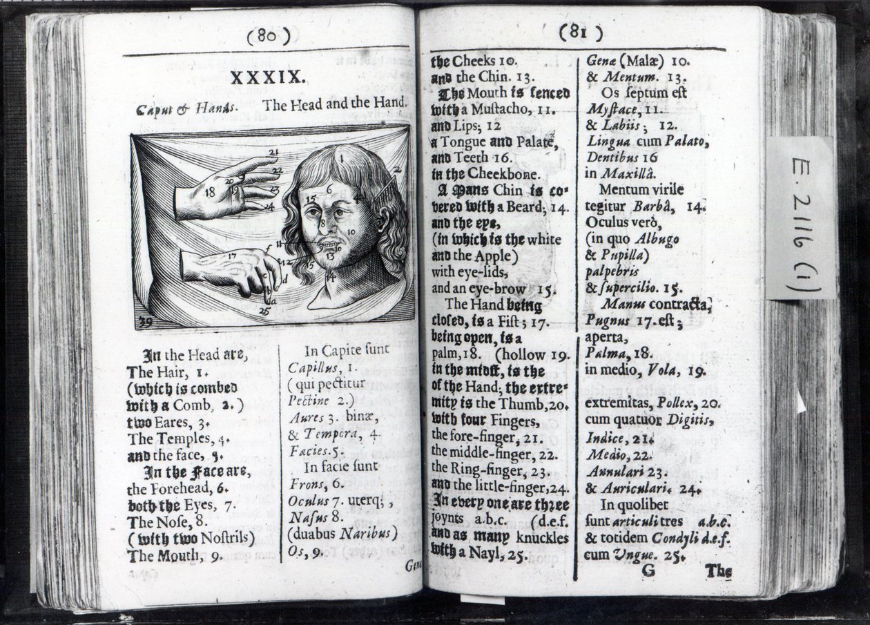 Kaksi sivua Comeniuksen Orbis Sensual Pictuksesta, 1659 tekijältä English School