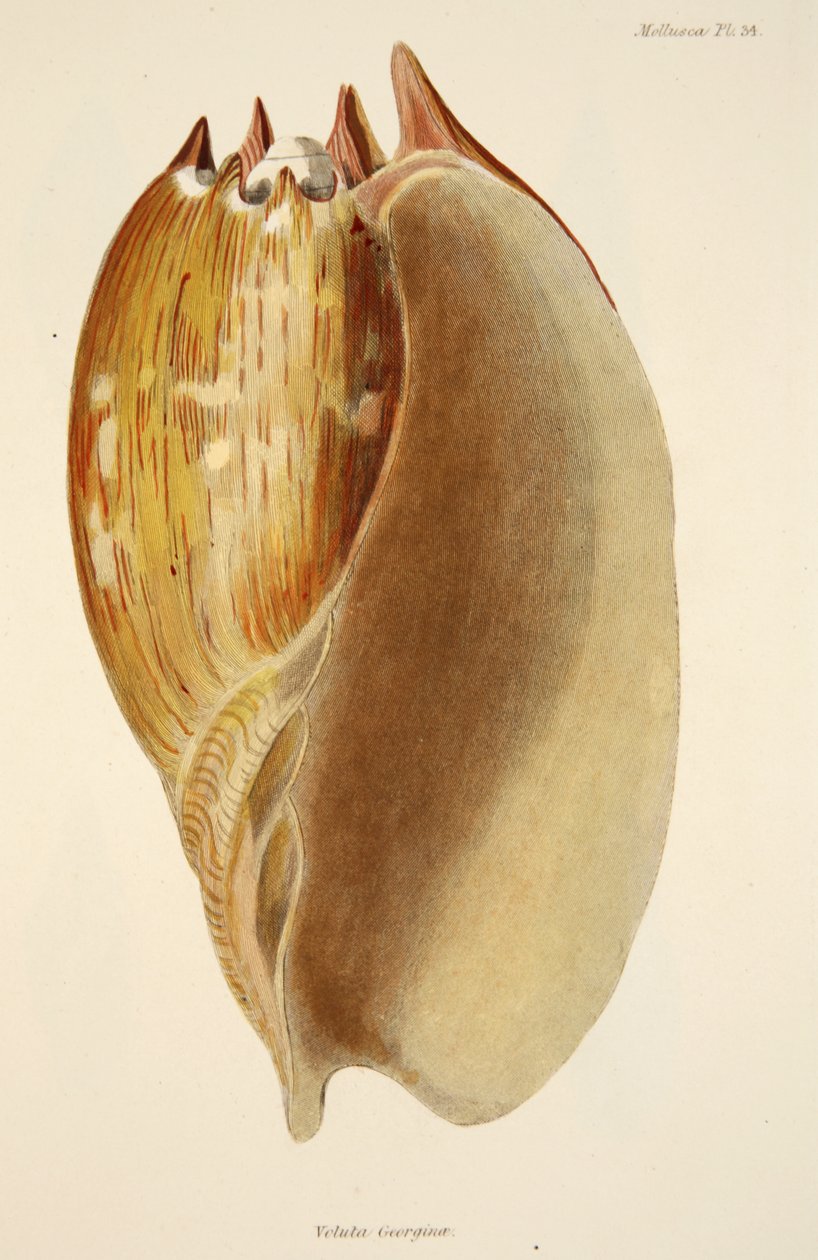 Veluta Georgina, The Mollusca and Radiata, pub. 1833 (käsinvärinen kaiverrus) tekijältä English School
