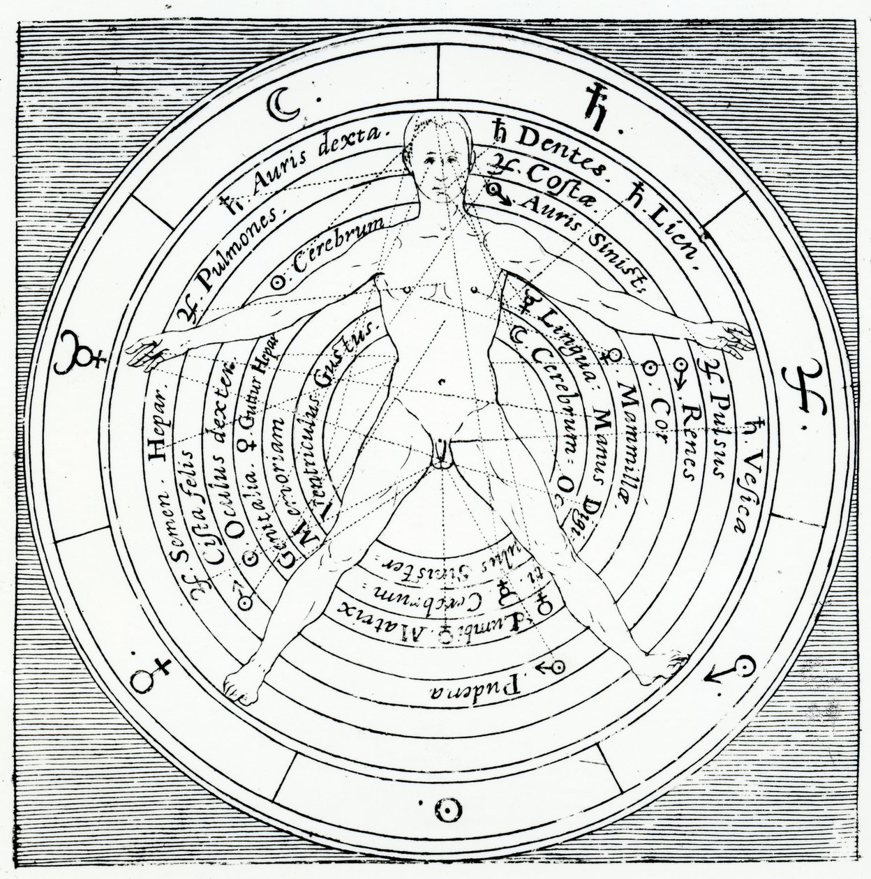 Vitruvian-hahmo, Robert Fluddin vuonna 1617 julkaisemasta Utriusque Cosmi Historiasta (kaiverrus) tekijältä English School