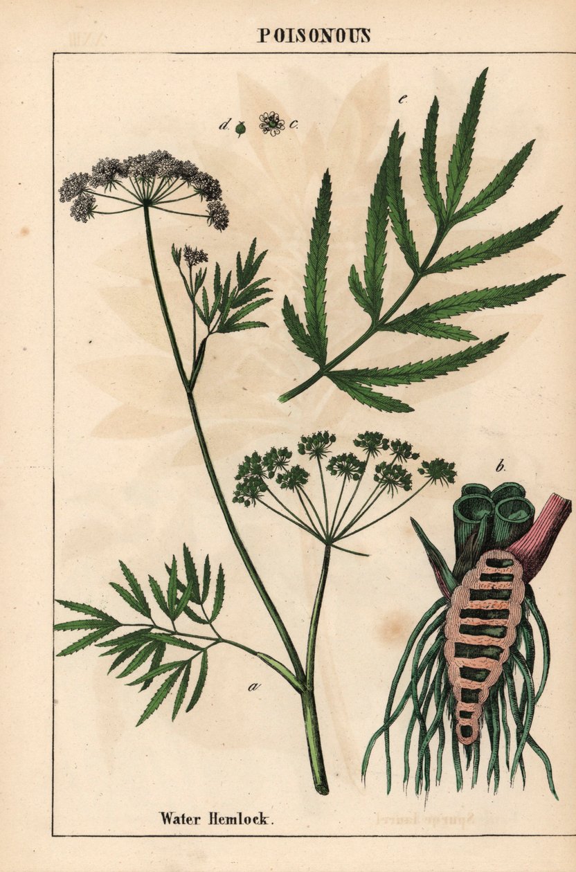 Vesihemlock näyttää lehdet, juurirakenteen ja kukat. Cicuta virosa   , julkaisusta "The Instructive Picturebook, or Lessons from the Vegetable World", [Charlotte Mary Yonge], Edinburgh tekijältä English School