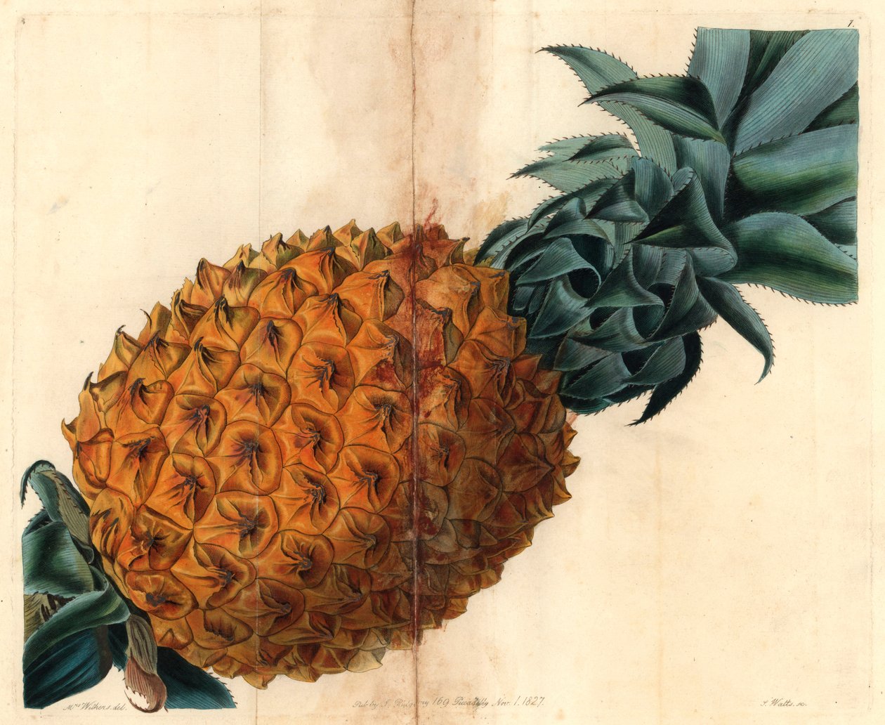 Aaltolehtinen ananas John Lindleyn "Pomological Magazinesta" tekijältä English School