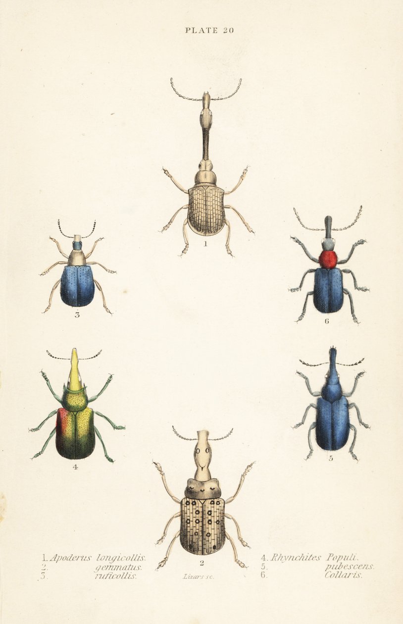 Koirakot: Attelabus longicollis 1, Attelabus gemmatus 2, Attelabus ruficollis 3, Byctiscus populi 4, Rhycnhites pubescens 5 ja Rhynchites collaris 6 tekijältä English School