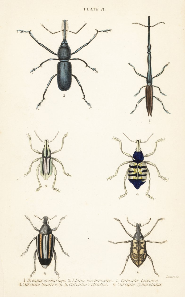 Kärkset: Brentus ancharago 1, Rhina barbirostris 2, Curculio cuviera 3, Eupholus geoffroyi 4, Larinus karhu 5 ja Curculio sphacelatus 6 tekijältä English School