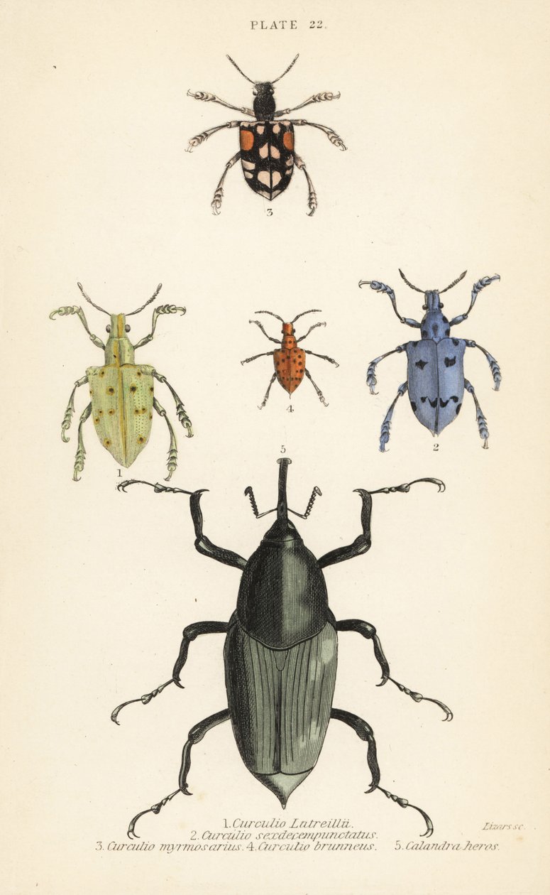 Kärkset ja kovakuoriaiset: Curculio latreillii 1, Curculio sexdecempunctatus 2, Trichaptus mutillarius 3, Pissodes castaneus 4 ja Calandra heros 5 tekijältä English School
