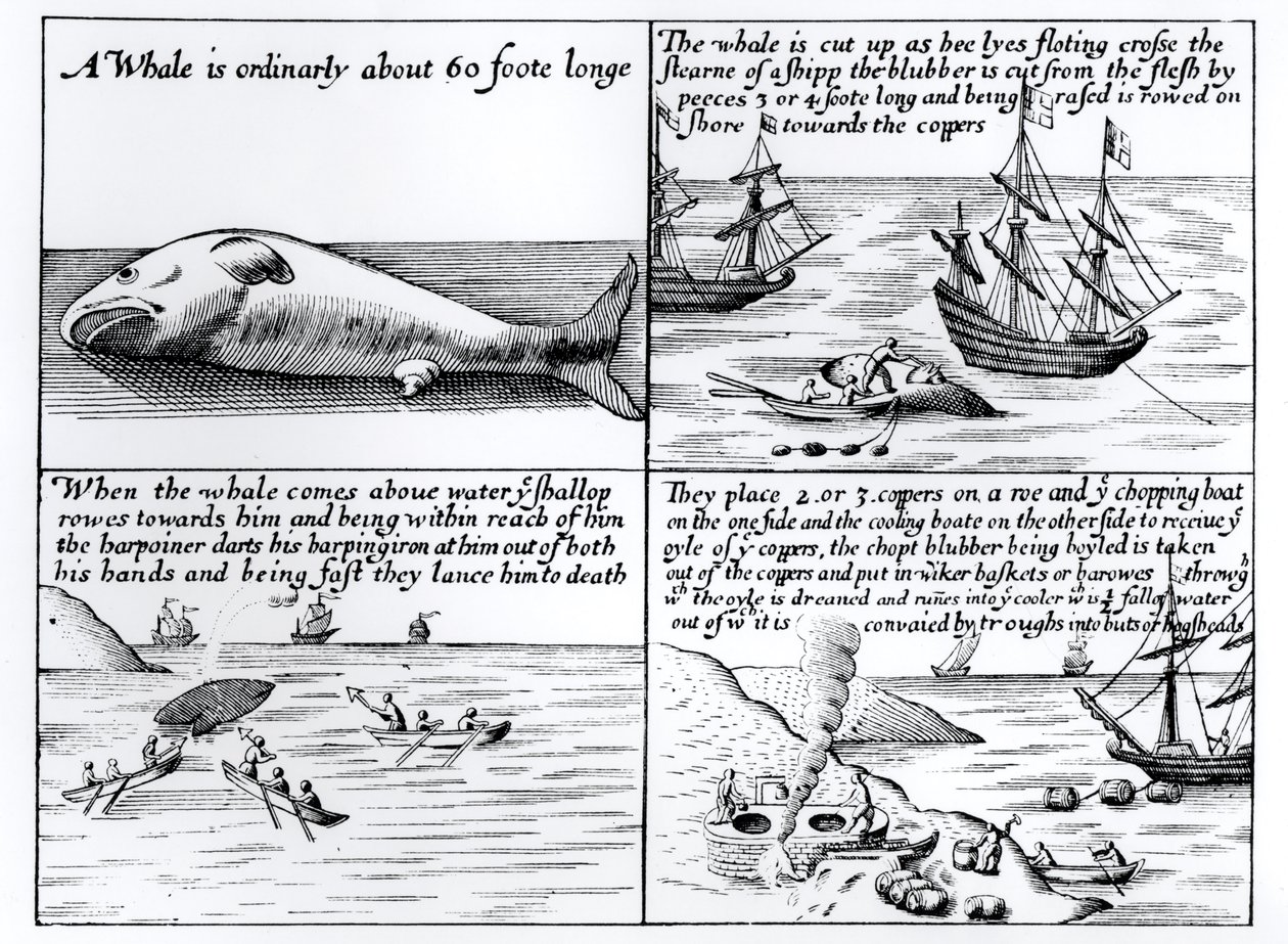 Valaanpyynti Huippuvuorilla vuonna 1611 tekijältä English School