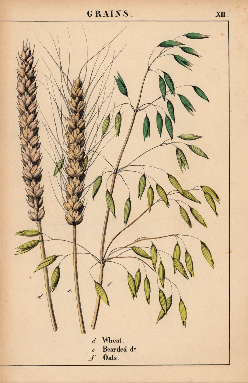 Vehnää, parravehnää ja kauraa.  , julkaisusta "The Instructive Picturebook, or Lessons from the Vegetable World", [Charlotte Mary Yonge], Edinburgh tekijältä English School